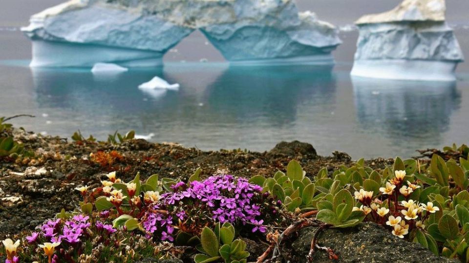 Algunas zonas de la Antártida se han  llenado de hermosas y coloridas flores, esto representa un cambio preocupante para nuestro planeta. 