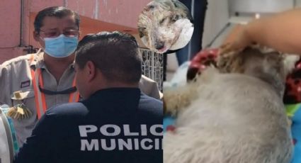 ¡Injusticia! Muere perrita acuchillada por trabajador de CFE en Puebla (VIDEO)