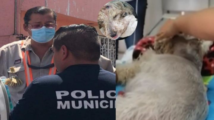 ¡Injusticia! Muere perrita acuchillada por trabajador de CFE en Puebla (VIDEO)