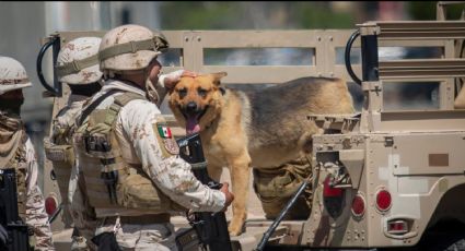 Soldados adoptan a 'narcoperrito' que fue encontrado en cateo de 'narcotúnel' de Tijuana. VIDEO