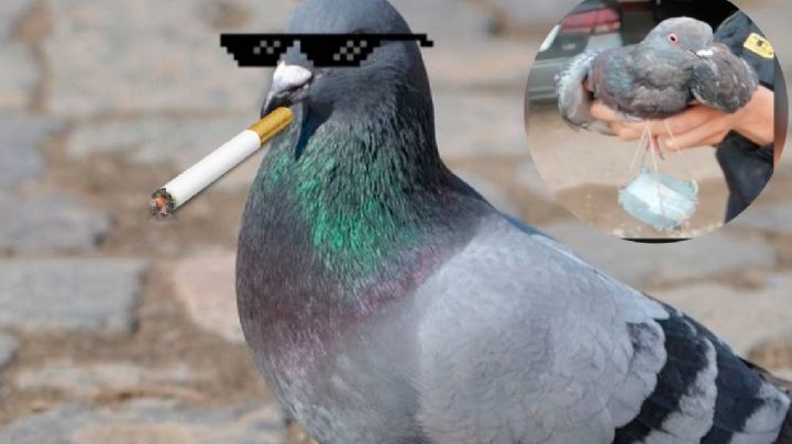 Policía detiene a una 'narcopaloma' mensajera; entregaba cannabis en cárcel de Peru (VIDEO)