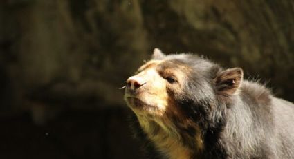 Muere Carlos, el oso más longevo del Zoológico de Chapultepec