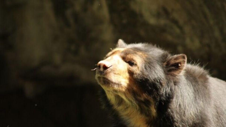 Este ejemplar superó la expectativa de vida de su especie