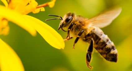 ¿Te picó una abeja?, esto es lo que debes de hacer