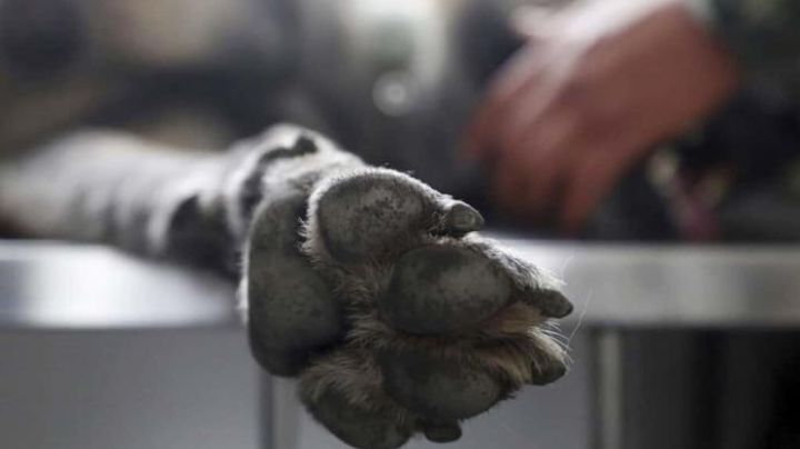 Denuncia a empresa de autobuses por la muerte de un perrito en viaje de Poza Rica a CDMX