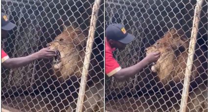 (IMÁGENES FUERTES) León le arranca el dedo a cuidador que lo estaba molestando