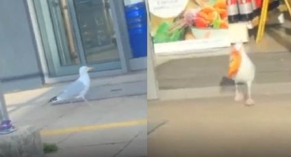 Captan a gaviota sacando 17 kilos de snacks de una tiendita (VIDEO)