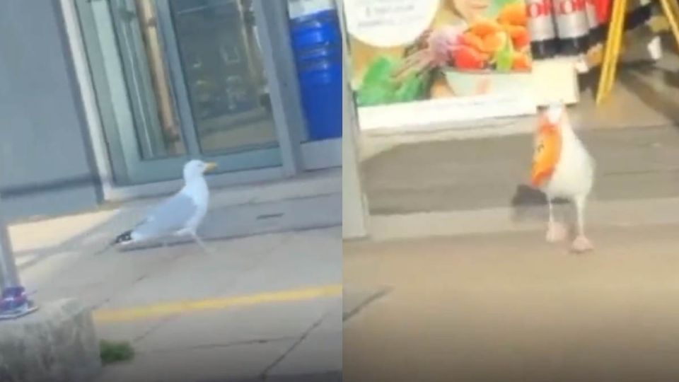 Luego de esperar el animalito se escabulle con el botón antes de que el personal de la tienda pudiese alcanzarlo.