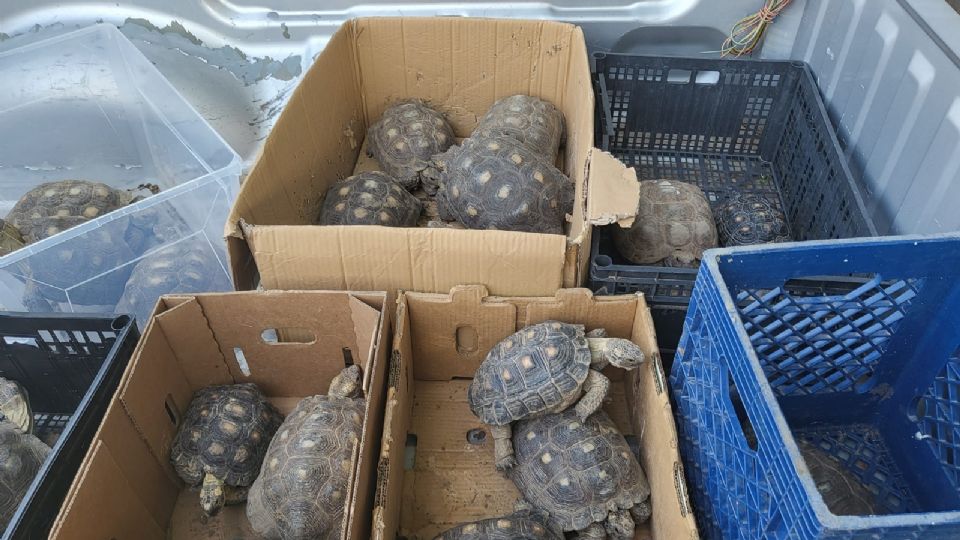 Los reptiles estaban en una vivienda de Laredo