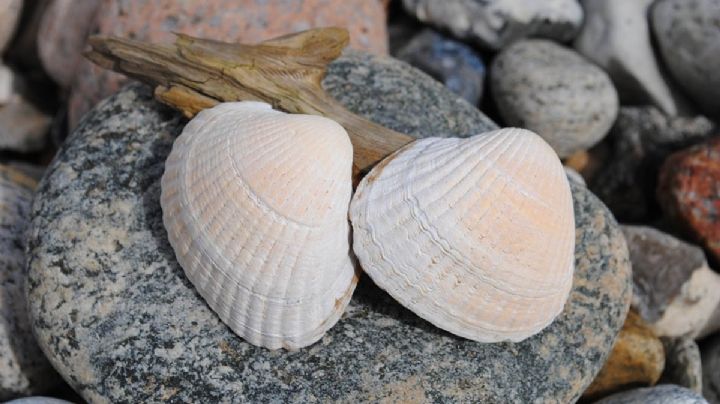 Mueren dos menores intoxicados tras comer almejas contaminadas en Chiapas