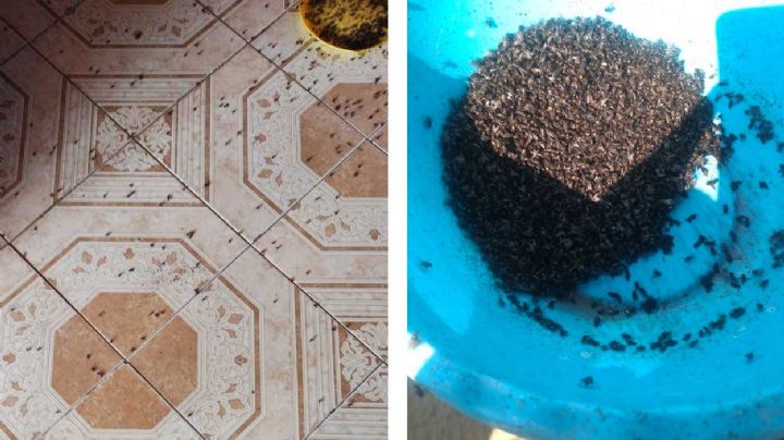 Apocalíptica plaga de moscas infesta a población de Hidalgo