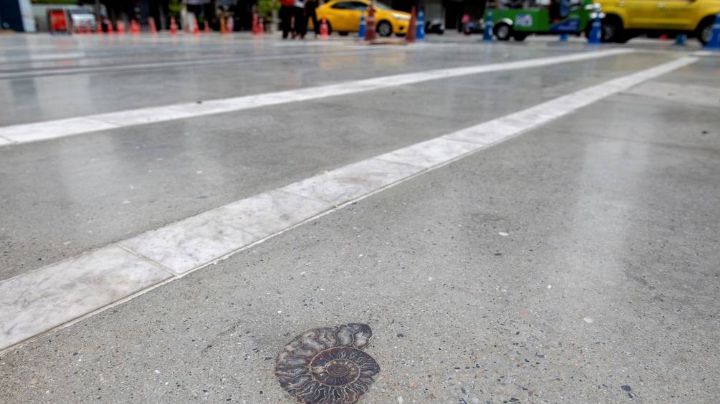 Fósiles de moluscos de la era Cretácica son descubiertos en calles de Bangkok