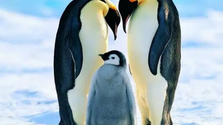 Pingüino emperador en peligro de extinción por cambio climático