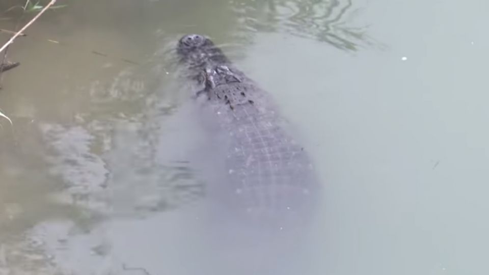 Un caso similar fue captado en 2019, cuando peatones en el cruce internacional grabaron un enorme reptil.