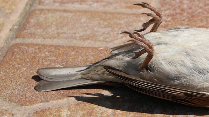 ¿Por qué están muriendo las aves?