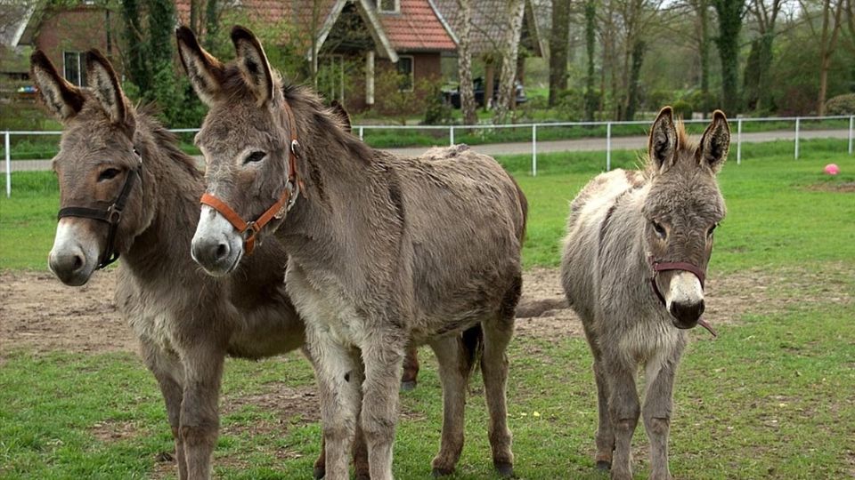 Por desgracia, estos increíbles animalitos, que tienen un día específico para celebrarlo, se encuentran en peligro de extinción.