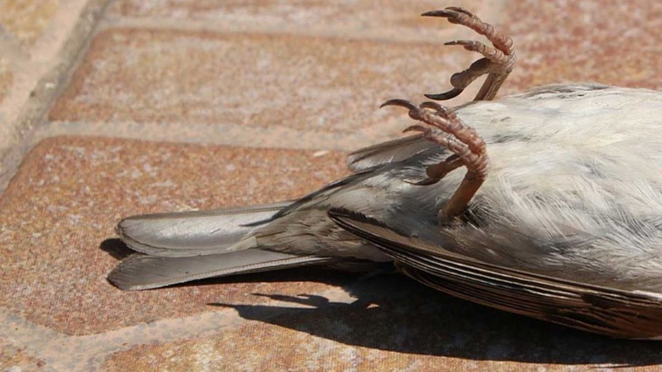 Están muriendo cientos de aves en varias partes del mundo