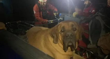 Rescatan a perrito gordo que se cansó en excursión y no pudo bajar de la montaña: FOTOS