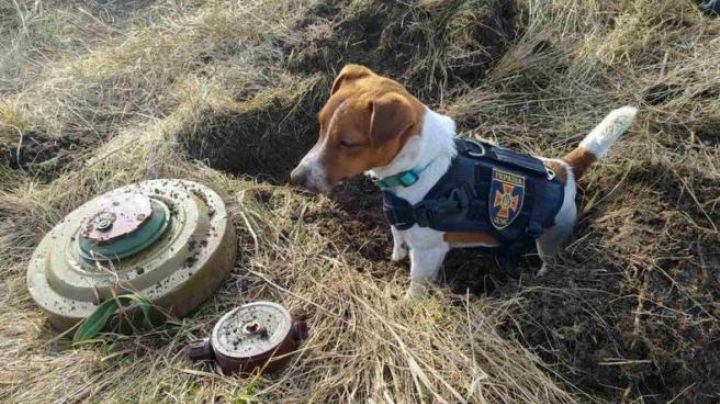 Patron, el perrito detector de bombas de Ucrania es honrado por su labor