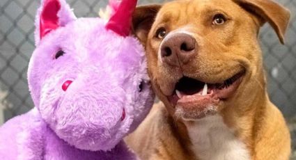 Perrito de la calle robó tantas veces un unicornio de peluche que terminaron por regalárselo