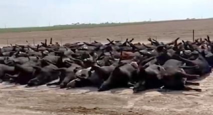 Mueren cientos de bovinos por ola de calor en Kansas (VIDEO)