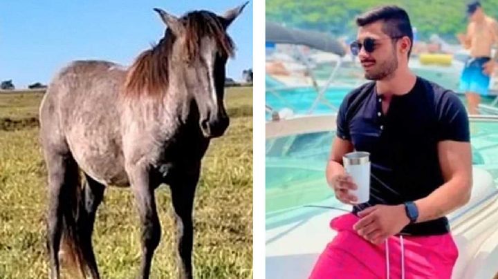 Durante borrachera gana caballo en subasta; al otro día no sabe qué hacer con su "nuevo amigo"