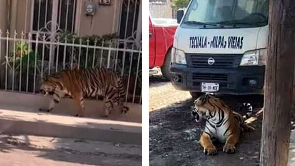 Solo salió a dar la vuelta