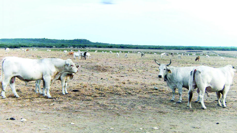 En los ranchos el agua es un bien muy preciado y es urgente que se deje sentir la lluvia por el bien de los animales.