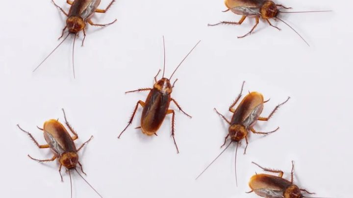 Horrenda propuesta: Pagan 40 mil pesos por dejar invadir casa con 100 cucarachas