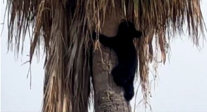 Sorprende oso en palmera a habitantes de Apodaca