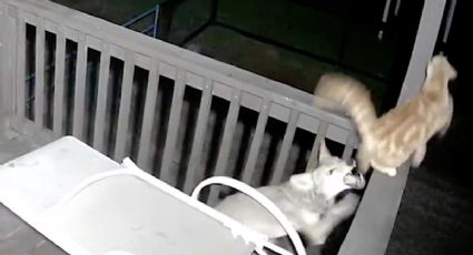 VIDEO: Coyote ataca a un gatito en el patio de una casa... ¿adivina quién ganó?