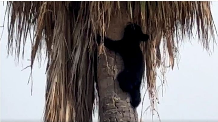 Sorprende oso en palmera a habitantes de Apodaca