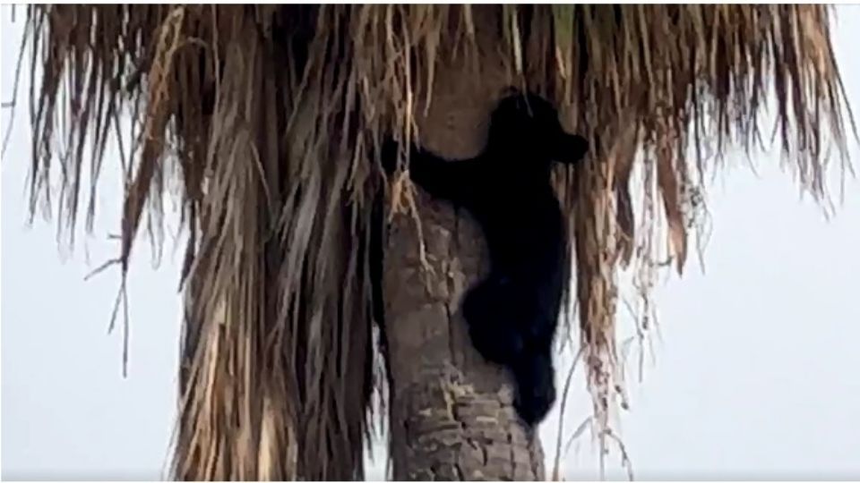 Un pequeño oso fue captado en una palmera en Apodaca