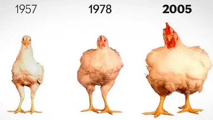 El pollo que comemos aumentó de tamaño un 400% en 50 años ¿Esto perjudica la salud?