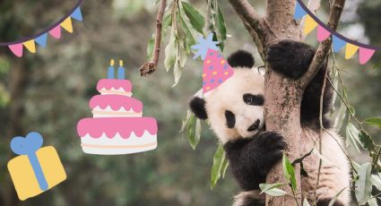 ¡Los panditas más viejitos del planeta están de fiesta! viven en México y hoy cumplen años