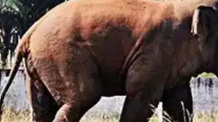 IMÁGENES FUERTES: Elefante mata a mujer y vuelve a atacar su cuerpo en pleno funeral