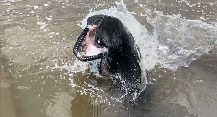 Capturan a un extraño catán negro gigante