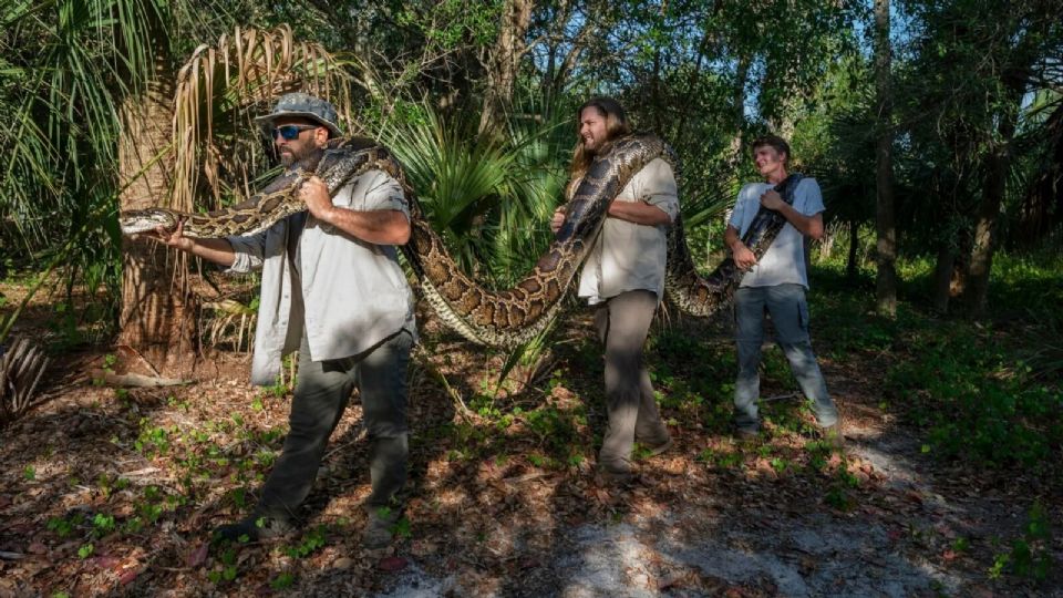 La serpiente es la más grande que se ha encontrado en el estado