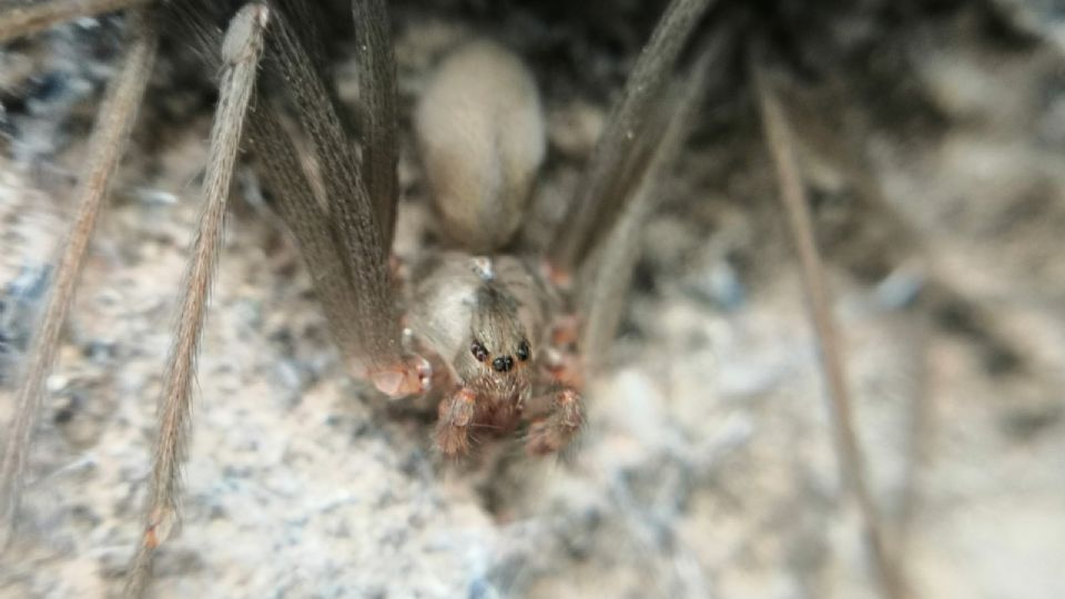 Esta araña es el terror de las personas