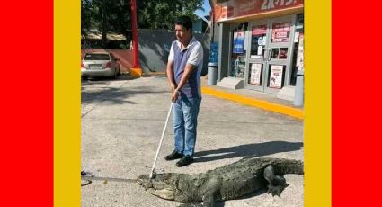 Cocodrilo acude a un Oxxo en Tampico, pero empleados se niegan a "atenderlo"