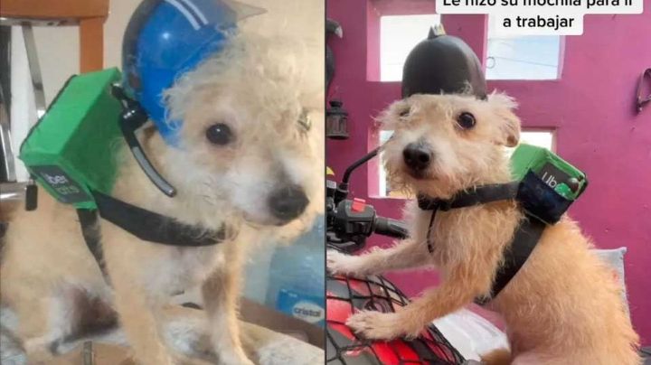 Perrito Uber: lo uniforman para poder acompañar a su dueño a trabajar