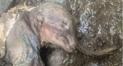 ¡Encuentran una momia bebé! Pertenece a un mamut que vivió hace 30 mil años Video