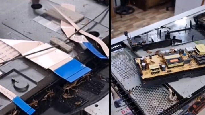 VIDEO: “Nos intoxicamos” Reparador abre una Playstation y encuentra nido de cucarachas