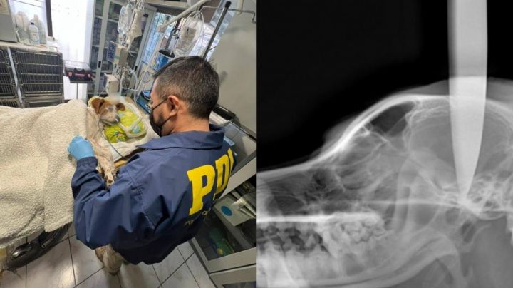 Lomito es llevado al veterinario con un cuchillo de 20 cm en el cráneo ¡y sobrevive!