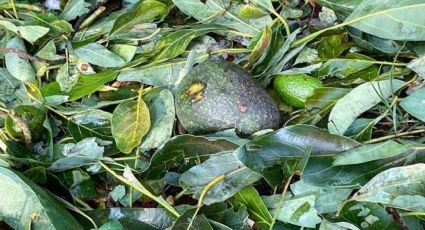 Granizada deja a cientos de huertas de aguacate como "guacamole": prevén aumento de precio