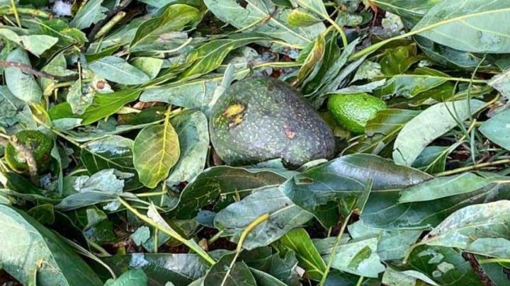 Granizada deja a cientos de huertas de aguacate como "guacamole": prevén aumento de precio