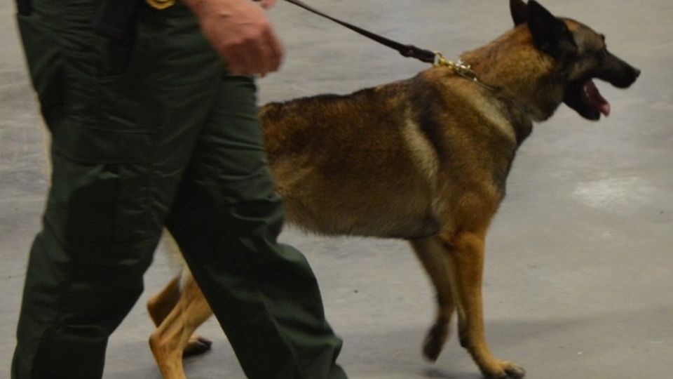 Perros adiestrados lucieron en la gala