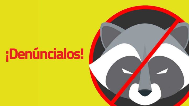 ¡ALERTA! Empiezan a operar "mapaches electorales": Así puedes denunciarlos