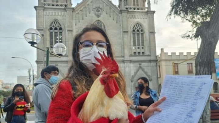 Mujer recibe advertencia del municipio porque su gallo "canta muy fuerte"