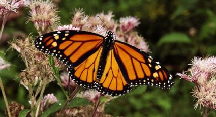 ¡Salvemos la mariposa monarca! Tamaulipas tendrá un área natural protegida para esta especie